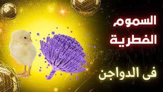 السموم الفطرية فى الدواجن ( Mycotoxins ) القاتل الصامت  ?