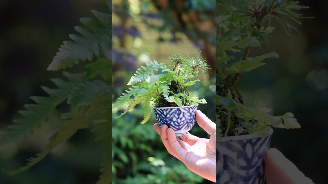 新緑のワイルド松ぼっくり湯呑みミニ盆栽 #bonsai #庭作業 #盆栽