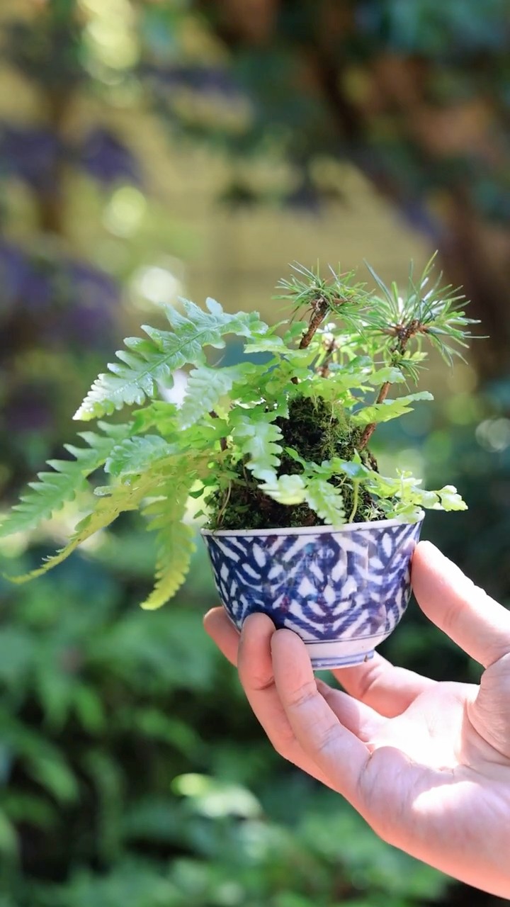 AS Channel -Bonsai,Mountain,Camera- tree for beginners - YouTube