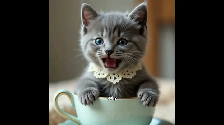 Video 9628511: scottishfold cat funnycats, cat funny scottishfold kitten, cats scottishfold funny pets, dogs scottishfold funny pets