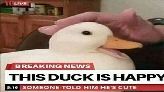 This Duck Is Happy Like You