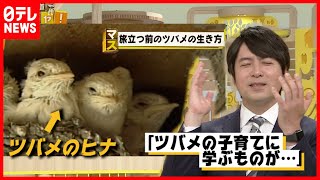 【今週も語りマス】緊急事態宣言とツバメの子育て『マスイチ』（「真相報道バンキシャ！」より ）