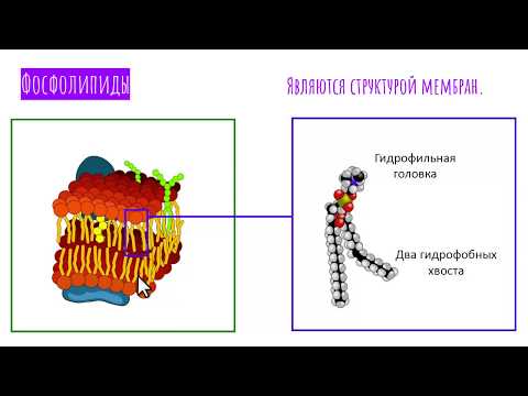 ЛИПИДЫ биология - химический состав клетки