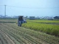 2012 稲刈り