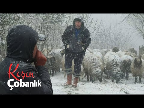 Kışın Çobanlık | Kuzulama Dönemi Belgesel (4K)