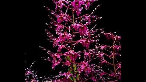 Live combo dendro đủ loại 0388883958