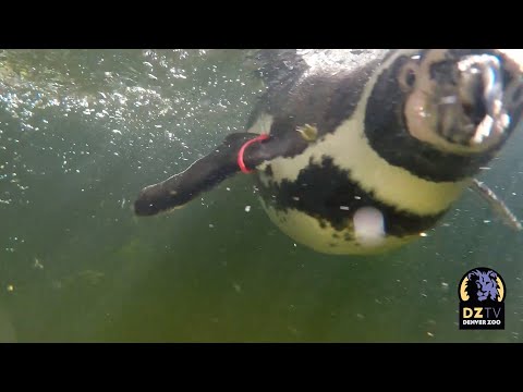 Humboldt Penguins Go For A Swim