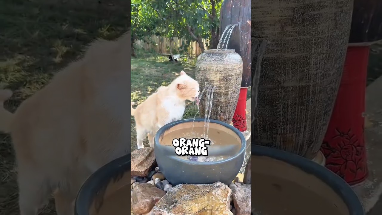 Dia berhasil... selamatin kucing dari penyakit!