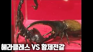 장수풍뎅이 최강 '헤라클레스' VS 전갈 최강 '황제전갈'! [스페셜매치 헤라클레스왕장수풍뎅이 VS 황제전갈]