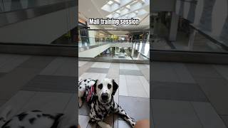 Mall training session with my service dog 🐕🦺