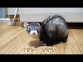 시바견 뺨 때리는 엄살 대마왕 아기 페럿이 놀러왔어요! | Big baby ferret visited our place!