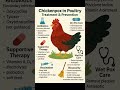 #chickenpox in Poultry