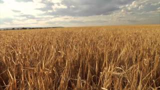 Watch Marillion Shadows On The Barley video