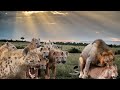 惊人！鬣狗成为狮子的丰盛美餐，狮子VS鬣狗，野生动物生存很可怕！