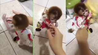 Fun With Pocket Monkey. Cute Monkey.