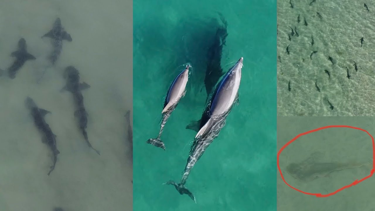 Leopard Sharks and Dolphins Roaming the Beautiful Shallow Waters Of ...