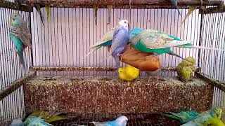 Birdwatching: Discovering the Hidden Colors of Our Feathered Friends screenshot 5