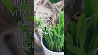 Datos Gatunos 🐱 #short #gatos #gatos