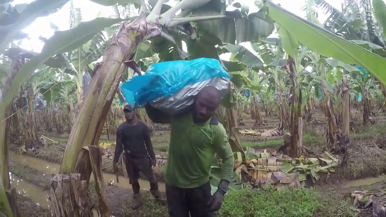 Overview of working on a bananafarm in Innisfail , Australia YouTube