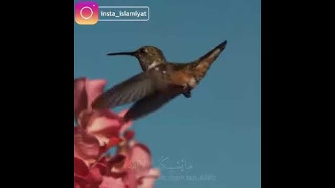 سبحان الله // اجمل تلاوه تسمعها لشيخ ناصر القطامي