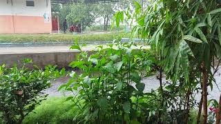 Heavy Rain and Thunderstorms in Rural Indonesia | ASMR, Nature Sounds for Sleep | The sound of rain