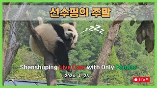 (1부)주7일 근무 선수핑 판다들의 주말풍경은 어떨까 Live broadcast from Shenshuping Panda Base with Fu Bao(푸바오와의 거리 500m)
