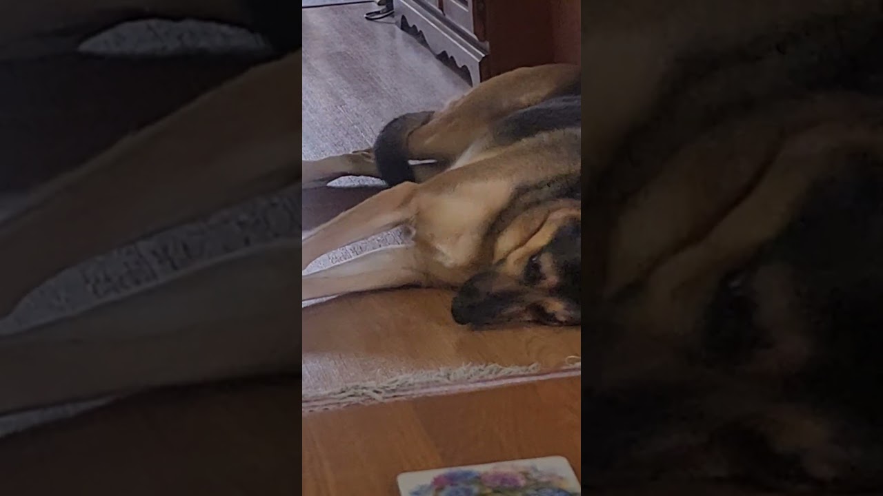 I will lie here and admire my artwork. #shorts