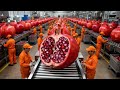 Huge Scale Pomegranate Juice Production Process in Global Factories