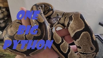 Rescuing Ball Pythons