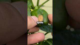 Is That Brown Spot on Your Pepper Sunburn or Disease? #shorts