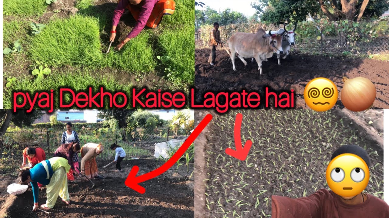 pyaj Dekho Kaise Lagate hai😵‍💫🧅 - YouTube