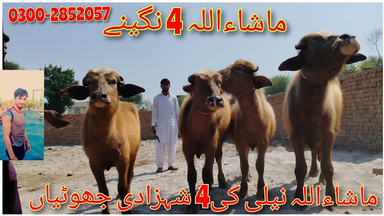 ماشاءاللہ 4عدد لال کیلیاں جھوٹیاں برائے فروخت how to watch for sale in ...