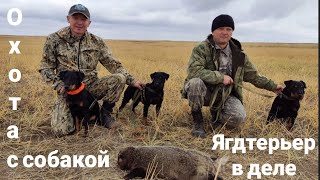 Охота на барсука.Охота с собакой, ягдтерьер в норном деле. Сезон 2021.German Jagdterrier on the hunt