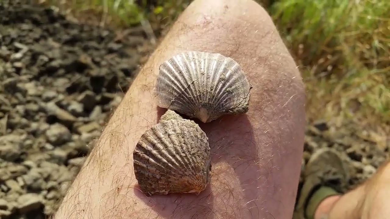 88. Eger, agyagbány. Pecten féle, kagyló fosszília.