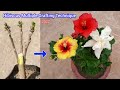 Hibiscus Multiple grafting 3 colour flower in single plant step by step / grafting technique