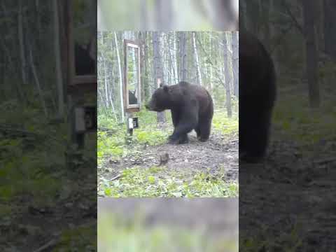 Медведь и зеркало!