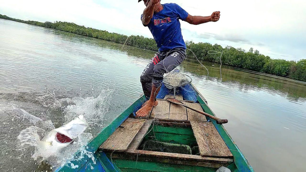 GUGUP DAN GEMETAR MELIHAT AKSI BARRAMUNDI JUMBO INI MENGAMUK TEPAT DIDEPAN MATA..!!!