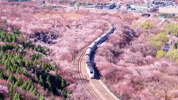 CGTN anchor Li Qiuyuan explores Beijing's blossom-viewing train - DayDayNews