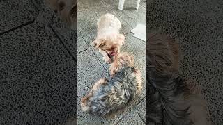 Kylie's Love to Lucy☺️❤️