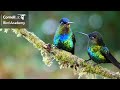 Hummingbird Quiz
