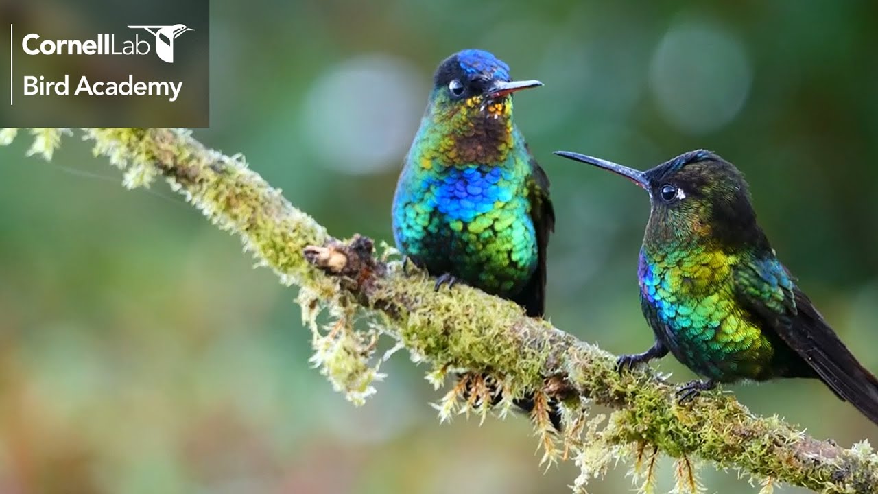 What Makes Hummingbirds Special - YouTube