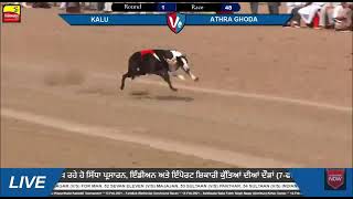 Athara ghoda Vs kalu Punjab greyhound dog racing screenshot 4