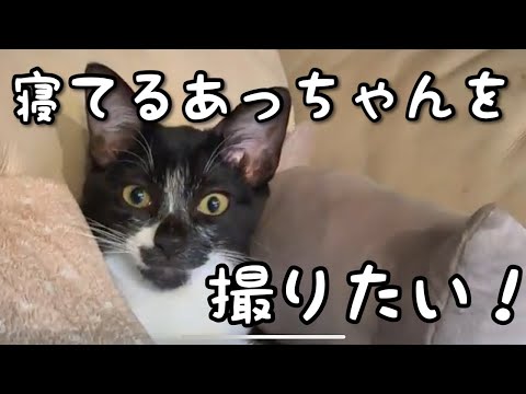 【ヒロシの自由じかん】寝ているあっちゃんを撮る