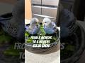 6months old and 3months old #budgiesofinstagram #budgiebath #parrotlove #budgielife #parakeet