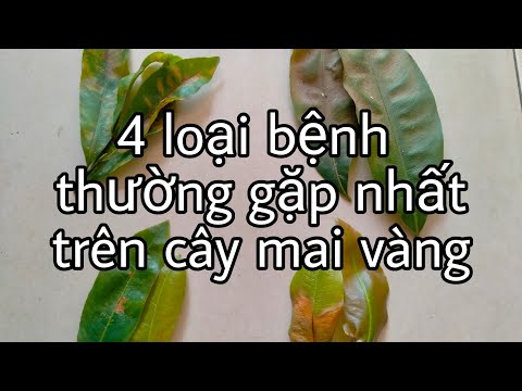 Video 4 loại bệnh thường gặp nhất trên cây mai vàng - youtube