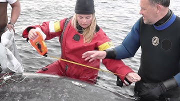 Mysteries Of The Narwhal