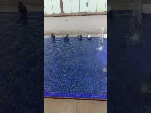 pigeon et l'eau