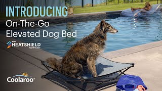 Introducing: On-The-Go Elevated Dog Bed with HeatShield Technology