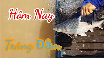 Thả những dạo lưới đầu mùa dính toàn cá cóc bự | Sang TV