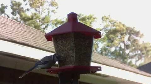 Bird Feeder Monitor V2.0 in July